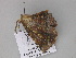  (Garaeus AH01Ch - BC ZSM Lep 30067)  @13 [ ] CreativeCommons - Attribution Non-Commercial Share-Alike (2010) Axel Hausmann/Bavarian State Collection of Zoology (ZSM) SNSB, Zoologische Staatssammlung Muenchen