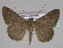  ( - BC ZSM Lep 33398)  @14 [ ] CreativeCommons - Attribution Non-Commercial Share-Alike (2010) Axel Hausmann/Bavarian State Collection of Zoology (ZSM) SNSB, Zoologische Staatssammlung Muenchen