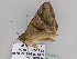  ( - BC ZSM Lep 33489)  @13 [ ] CreativeCommons - Attribution Non-Commercial Share-Alike (2010) Axel Hausmann/Bavarian State Collection of Zoology (ZSM) SNSB, Zoologische Staatssammlung Muenchen