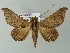  (Ogovia - BC ZSM Lep 34115)  @15 [ ] CreativeCommons - Attribution Non-Commercial Share-Alike (2012) Axel Hausmann/Bavarian State Collection of Zoology (ZSM) SNSB, Zoologische Staatssammlung Muenchen