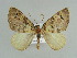  (Trichoplites cuprearia - BC ZSM Lep 38250)  @14 [ ] CreativeCommons - Attribution Non-Commercial Share-Alike (2010) Axel Hausmann/Bavarian State Collection of Zoology (ZSM) SNSB, Zoologische Staatssammlung Muenchen