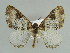  ( - BC ZSM Lep 38263)  @14 [ ] CreativeCommons - Attribution Non-Commercial Share-Alike (2010) Axel Hausmann/Bavarian State Collection of Zoology (ZSM) SNSB, Zoologische Staatssammlung Muenchen