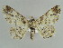  ( - BC ZSM Lep 38266)  @13 [ ] CreativeCommons - Attribution Non-Commercial Share-Alike (2010) Axel Hausmann/Bavarian State Collection of Zoology (ZSM) SNSB, Zoologische Staatssammlung Muenchen
