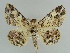  ( - BC ZSM Lep 38267)  @13 [ ] CreativeCommons - Attribution Non-Commercial Share-Alike (2010) Axel Hausmann/Bavarian State Collection of Zoology (ZSM) SNSB, Zoologische Staatssammlung Muenchen