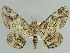  ( - BC ZSM Lep 38270)  @13 [ ] CreativeCommons - Attribution Non-Commercial Share-Alike (2010) Axel Hausmann/Bavarian State Collection of Zoology (ZSM) SNSB, Zoologische Staatssammlung Muenchen