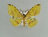  ( - BC ZSM Lep 38281)  @13 [ ] CreativeCommons - Attribution Non-Commercial Share-Alike (2010) Axel Hausmann/Bavarian State Collection of Zoology (ZSM) SNSB, Zoologische Staatssammlung Muenchen