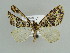  (Electrophaes niveonotata - BC ZSM Lep 38283)  @14 [ ] CreativeCommons - Attribution Non-Commercial Share-Alike (2010) Axel Hausmann/Bavarian State Collection of Zoology (ZSM) SNSB, Zoologische Staatssammlung Muenchen