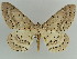  (Metabraxas corynetaMS01Bh - BC ZSM Lep 38304)  @11 [ ] CreativeCommons - Attribution Non-Commercial Share-Alike (2010) Axel Hausmann/Bavarian State Collection of Zoology (ZSM) SNSB, Zoologische Staatssammlung Muenchen