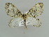 ( - BC ZSM Lep 38306)  @11 [ ] CreativeCommons - Attribution Non-Commercial Share-Alike (2010) Axel Hausmann/Bavarian State Collection of Zoology (ZSM) SNSB, Zoologische Staatssammlung Muenchen
