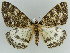  ( - BC ZSM Lep 38316)  @11 [ ] CreativeCommons - Attribution Non-Commercial Share-Alike (2010) Axel Hausmann/Bavarian State Collection of Zoology (ZSM) SNSB, Zoologische Staatssammlung Muenchen