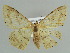  (Luxiaria AH02Bu - BC ZSM Lep 38318)  @14 [ ] CreativeCommons - Attribution Non-Commercial Share-Alike (2010) Axel Hausmann/Bavarian State Collection of Zoology (ZSM) SNSB, Zoologische Staatssammlung Muenchen
