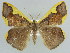  ( - BC ZSM Lep 38319)  @14 [ ] CreativeCommons - Attribution Non-Commercial Share-Alike (2010) Axel Hausmann/Bavarian State Collection of Zoology (ZSM) SNSB, Zoologische Staatssammlung Muenchen