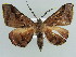  ( - BC ZSM Lep 38320)  @14 [ ] CreativeCommons - Attribution Non-Commercial Share-Alike (2010) Axel Hausmann/Bavarian State Collection of Zoology (ZSM) SNSB, Zoologische Staatssammlung Muenchen