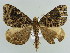  (Ecliptopera zophera - BC ZSM Lep 38321)  @14 [ ] CreativeCommons - Attribution Non-Commercial Share-Alike (2010) Axel Hausmann/Bavarian State Collection of Zoology (ZSM) SNSB, Zoologische Staatssammlung Muenchen