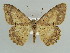  (Luxiaria AH01Bu - BC ZSM Lep 38322)  @14 [ ] CreativeCommons - Attribution Non-Commercial Share-Alike (2010) Axel Hausmann/Bavarian State Collection of Zoology (ZSM) SNSB, Zoologische Staatssammlung Muenchen