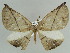  ( - BC ZSM Lep 38325)  @14 [ ] CreativeCommons - Attribution Non-Commercial Share-Alike (2010) Axel Hausmann/Bavarian State Collection of Zoology (ZSM) SNSB, Zoologische Staatssammlung Muenchen