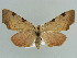  ( - BC ZSM Lep 38327)  @14 [ ] CreativeCommons - Attribution Non-Commercial Share-Alike (2010) Axel Hausmann/Bavarian State Collection of Zoology (ZSM) SNSB, Zoologische Staatssammlung Muenchen