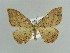  (Rhodostrophia stigmatica - BC ZSM Lep 38332)  @14 [ ] CreativeCommons - Attribution Non-Commercial Share-Alike (2010) Axel Hausmann/Bavarian State Collection of Zoology (ZSM) SNSB, Zoologische Staatssammlung Muenchen