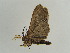  ( - BC ZSM Lep 38907)  @12 [ ] CreativeCommons - Attribution Non-Commercial Share-Alike (2010) Axel Hausmann/Bavarian State Collection of Zoology (ZSM) SNSB, Zoologische Staatssammlung Muenchen