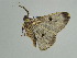  ( - BC ZSM Lep 38911)  @13 [ ] CreativeCommons - Attribution Non-Commercial Share-Alike (2010) Axel Hausmann/Bavarian State Collection of Zoology (ZSM) SNSB, Zoologische Staatssammlung Muenchen