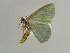  ( - BC ZSM Lep 38916)  @13 [ ] CreativeCommons - Attribution Non-Commercial Share-Alike (2010) Axel Hausmann/Bavarian State Collection of Zoology (ZSM) SNSB, Zoologische Staatssammlung Muenchen