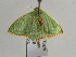  ( - BC ZSM Lep 38918)  @12 [ ] CreativeCommons - Attribution Non-Commercial Share-Alike (2010) Axel Hausmann/Bavarian State Collection of Zoology (ZSM) SNSB, Zoologische Staatssammlung Muenchen