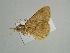  ( - BC ZSM Lep 38920)  @13 [ ] CreativeCommons - Attribution Non-Commercial Share-Alike (2010) Axel Hausmann/Bavarian State Collection of Zoology (ZSM) SNSB, Zoologische Staatssammlung Muenchen