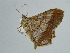  ( - BC ZSM Lep 38921)  @12 [ ] CreativeCommons - Attribution Non-Commercial Share-Alike (2010) Axel Hausmann/Bavarian State Collection of Zoology (ZSM) SNSB, Zoologische Staatssammlung Muenchen
