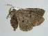  ( - BC ZSM Lep 38924)  @13 [ ] CreativeCommons - Attribution Non-Commercial Share-Alike (2010) Axel Hausmann/Bavarian State Collection of Zoology (ZSM) SNSB, Zoologische Staatssammlung Muenchen