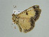  (Zamarada AH01Za - BC ZSM Lep 38928)  @13 [ ] CreativeCommons - Attribution Non-Commercial Share-Alike (2010) Axel Hausmann/Bavarian State Collection of Zoology (ZSM) SNSB, Zoologische Staatssammlung Muenchen