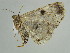  ( - BC ZSM Lep 38930)  @13 [ ] CreativeCommons - Attribution Non-Commercial Share-Alike (2010) Axel Hausmann/Bavarian State Collection of Zoology (ZSM) SNSB, Zoologische Staatssammlung Muenchen