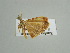  ( - BC ZSM Lep 38934)  @13 [ ] CreativeCommons - Attribution Non-Commercial Share-Alike (2010) Axel Hausmann/Bavarian State Collection of Zoology (ZSM) SNSB, Zoologische Staatssammlung Muenchen