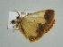 (Zamarada AH02Za - BC ZSM Lep 38935)  @13 [ ] CreativeCommons - Attribution Non-Commercial Share-Alike (2010) Axel Hausmann/Bavarian State Collection of Zoology (ZSM) SNSB, Zoologische Staatssammlung Muenchen