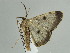  ( - BC ZSM Lep 38941)  @12 [ ] CreativeCommons - Attribution Non-Commercial Share-Alike (2010) Axel Hausmann/Bavarian State Collection of Zoology (ZSM) SNSB, Zoologische Staatssammlung Muenchen