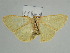  (Zamarada AH04Za - BC ZSM Lep 38945)  @13 [ ] CreativeCommons - Attribution Non-Commercial Share-Alike (2010) Axel Hausmann/Bavarian State Collection of Zoology (ZSM) SNSB, Zoologische Staatssammlung Muenchen