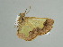  (Zamarada AH05Za - BC ZSM Lep 38946)  @12 [ ] CreativeCommons - Attribution Non-Commercial Share-Alike (2010) Axel Hausmann/Bavarian State Collection of Zoology (ZSM) SNSB, Zoologische Staatssammlung Muenchen
