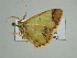  ( - BC ZSM Lep 38947)  @12 [ ] CreativeCommons - Attribution Non-Commercial Share-Alike (2010) Axel Hausmann/Bavarian State Collection of Zoology (ZSM) SNSB, Zoologische Staatssammlung Muenchen