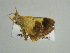  (Zamarada AH07Za - BC ZSM Lep 38948)  @12 [ ] CreativeCommons - Attribution Non-Commercial Share-Alike (2010) Axel Hausmann/Bavarian State Collection of Zoology (ZSM) SNSB, Zoologische Staatssammlung Muenchen