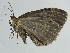  (Triphosa lugens - BC ZSM Lep 38949)  @13 [ ] CreativeCommons - Attribution Non-Commercial Share-Alike (2010) Axel Hausmann/Bavarian State Collection of Zoology (ZSM) SNSB, Zoologische Staatssammlung Muenchen