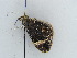  ( - BC ZSM Lep 38966)  @12 [ ] CreativeCommons - Attribution Non-Commercial Share-Alike (2010) Axel Hausmann/Bavarian State Collection of Zoology (ZSM) SNSB, Zoologische Staatssammlung Muenchen