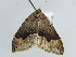  (Xenortholitha AH01Ch - BC ZSM Lep 38973)  @12 [ ] CreativeCommons - Attribution Non-Commercial Share-Alike (2010) Axel Hausmann/Bavarian State Collection of Zoology (ZSM) SNSB, Zoologische Staatssammlung Muenchen