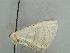  ( - BC ZSM Lep 38976)  @13 [ ] CreativeCommons - Attribution Non-Commercial Share-Alike (2010) Axel Hausmann/Bavarian State Collection of Zoology (ZSM) SNSB, Zoologische Staatssammlung Muenchen