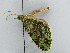  (Phthonoloba AH01Ch - BC ZSM Lep 38977)  @12 [ ] CreativeCommons - Attribution Non-Commercial Share-Alike (2010) Axel Hausmann/Bavarian State Collection of Zoology (ZSM) SNSB, Zoologische Staatssammlung Muenchen