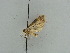  ( - BC ZSM Lep 38982)  @12 [ ] CreativeCommons - Attribution Non-Commercial Share-Alike (2010) Axel Hausmann/Bavarian State Collection of Zoology (ZSM) SNSB, Zoologische Staatssammlung Muenchen