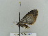  ( - BC ZSM Lep 38998)  @12 [ ] CreativeCommons - Attribution Non-Commercial Share-Alike (2010) Axel Hausmann/Bavarian State Collection of Zoology (ZSM) SNSB, Zoologische Staatssammlung Muenchen