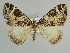  (Ecliptopera hampsoni - BC ZSM Lep 39857)  @13 [ ] CreativeCommons - Attribution Non-Commercial Share-Alike (2010) Axel Hausmann/Bavarian State Collection of Zoology (ZSM) SNSB, Zoologische Staatssammlung Muenchen