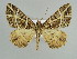  ( - BC ZSM Lep 39859)  @14 [ ] CreativeCommons - Attribution Non-Commercial Share-Alike (2010) Axel Hausmann/Bavarian State Collection of Zoology (ZSM) SNSB, Zoologische Staatssammlung Muenchen