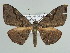  ( - BC ZSM Lep 39863)  @13 [ ] CreativeCommons - Attribution Non-Commercial Share-Alike (2010) Axel Hausmann/Bavarian State Collection of Zoology (ZSM) SNSB, Zoologische Staatssammlung Muenchen