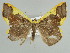  ( - BC ZSM Lep 39867)  @13 [ ] CreativeCommons - Attribution Non-Commercial Share-Alike (2010) Axel Hausmann/Bavarian State Collection of Zoology (ZSM) SNSB, Zoologische Staatssammlung Muenchen