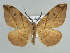  (Hypochrosis abstractaria - BC ZSM Lep 39873)  @15 [ ] CreativeCommons - Attribution Non-Commercial Share-Alike (2010) Axel Hausmann/Bavarian State Collection of Zoology (ZSM) SNSB, Zoologische Staatssammlung Muenchen